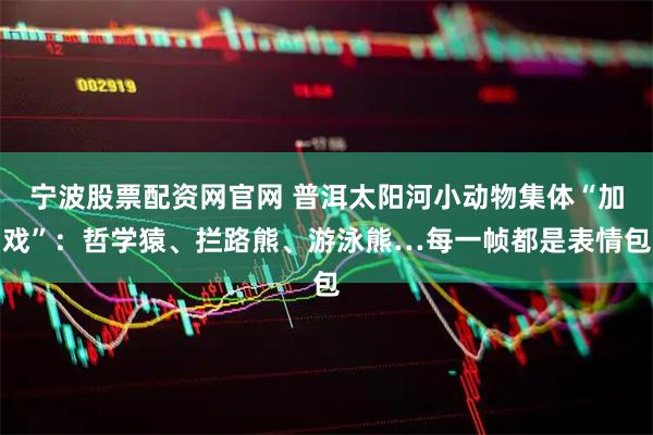 宁波股票配资网官网 普洱太阳河小动物集体“加戏”：哲学猿、拦路熊、游泳熊…每一帧都是表情包