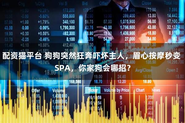 配资猫平台 狗狗突然狂奔吓坏主人，眉心按摩秒变 SPA，你家狗会哪招？